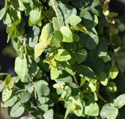 FICUS REPENS